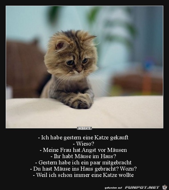 ich wollte schon immer eine Katze.... ich wollte schon immer eine Katze....