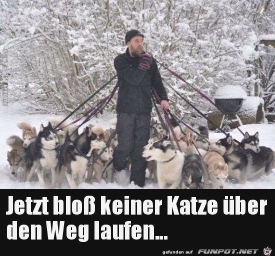 jetzt bloss keiner Katze ber den Weg laufen,......