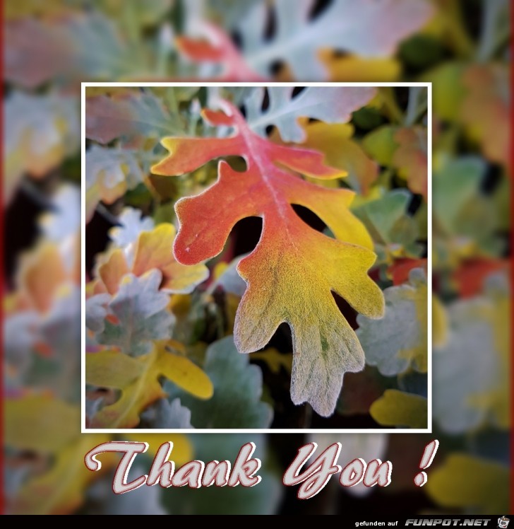 Thank You Thank You