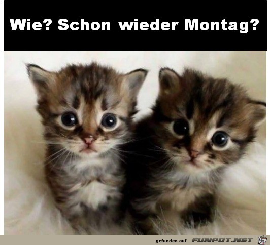 Montag