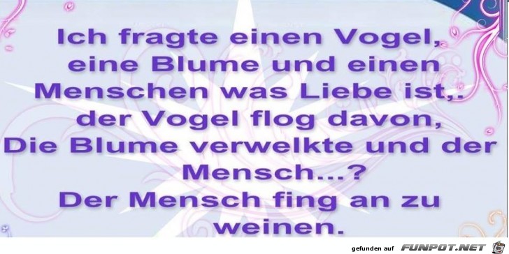 Fragte einen Vogel Fragte einen Vogel