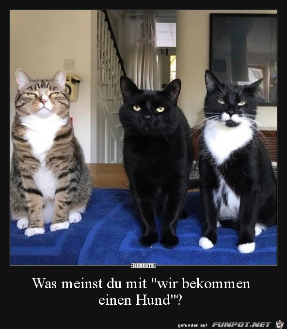 was meinst du mit.....