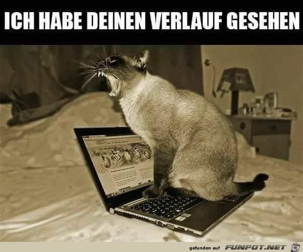 Du schaust andere Katzen an