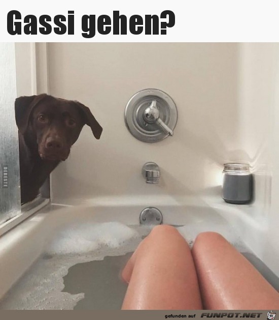 Gassi gehen wre klasse