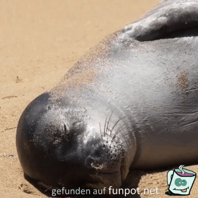 Gesegneter Schlaf Gesegneter Schlaf