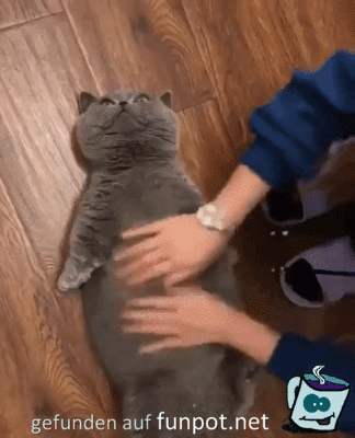 Katzen-Massage Katzen-Massage