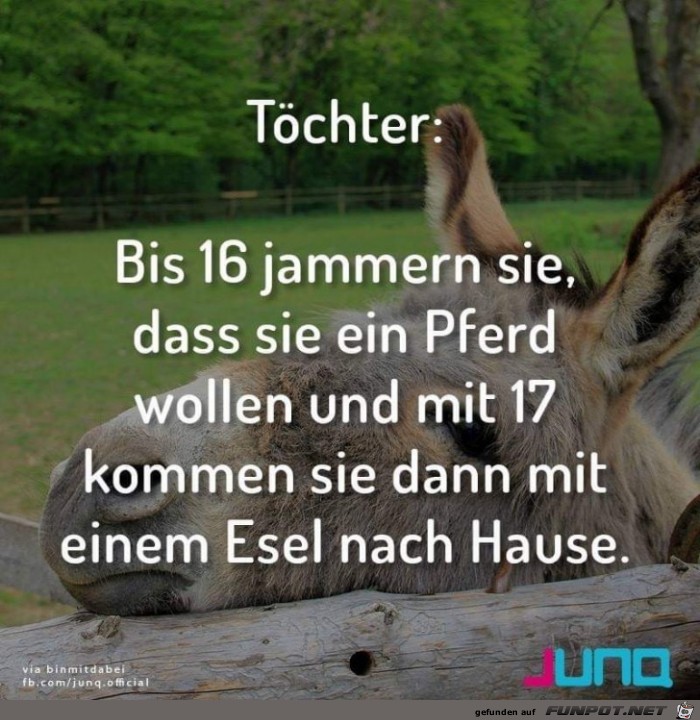 Töchter wollen ein Pferd Töchter wollen ein Pferd