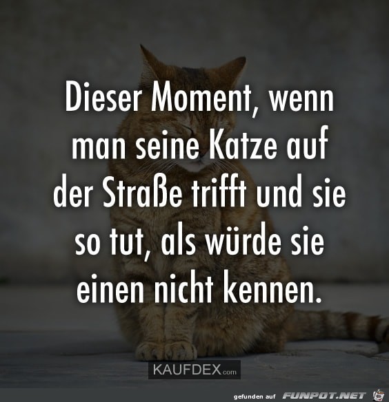 Die eigene Katze Die eigene Katze