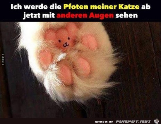 die Pfoten meiner Katze,........