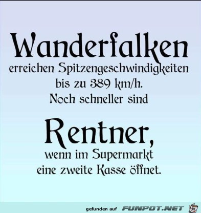 Wanderfalken