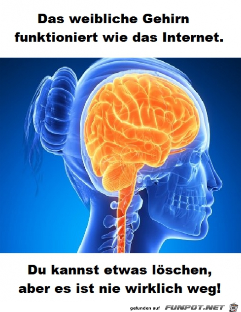 Das weibliche Gehirn Das weibliche Gehirn