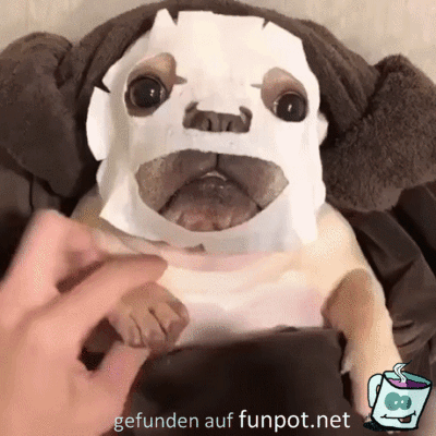 Hunde-Wellness Hunde-Wellness