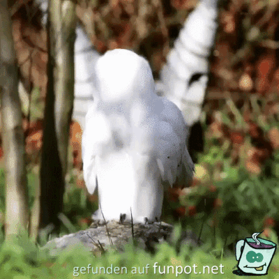 Lustig Lustig