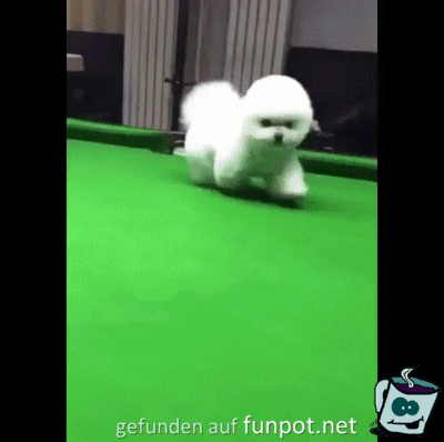 Reingeplumpst Reingeplumpst