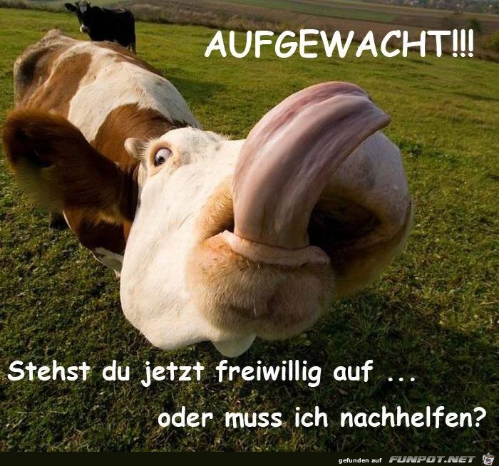 Aufgewacht Aufgewacht