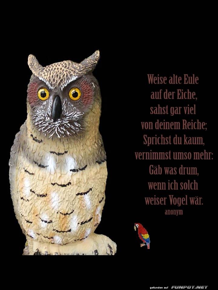 Weise alte Eule Weise alte Eule