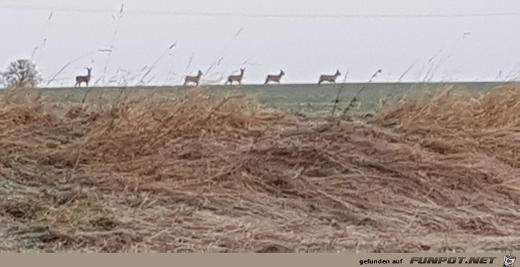 Rehe Rehe