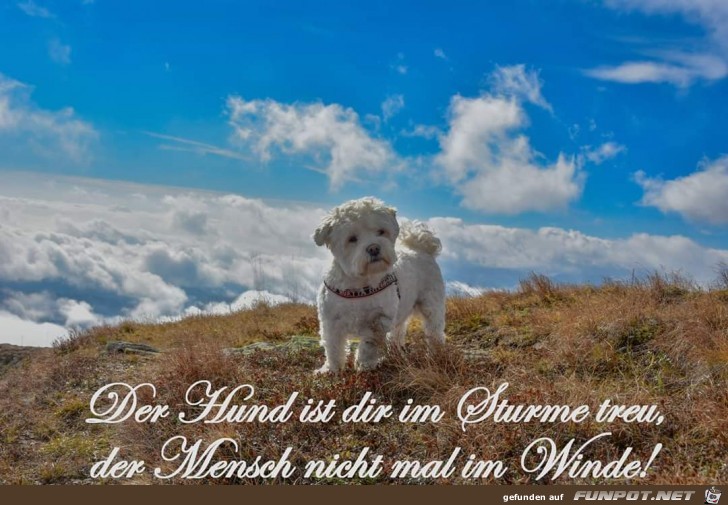 der Hund