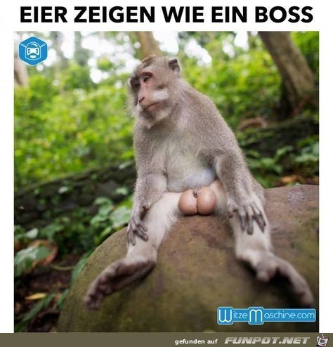 eier zeigen eier zeigen