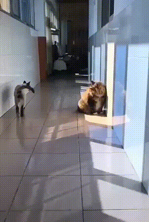 Katzen unter sich Katzen unter sich