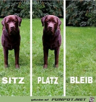 Sitz, Platz, Bleib