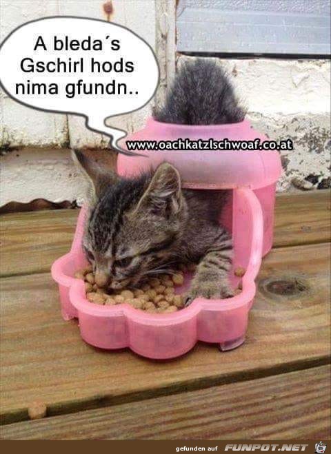 a bledas gschirl a bledas gschirl