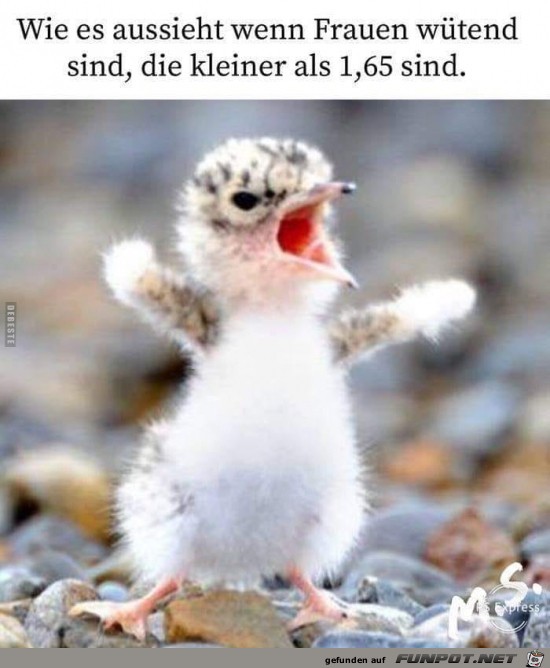 wenn Frauen wütend sind....... wenn Frauen wütend sind.......
