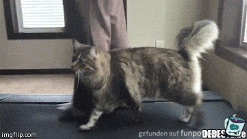 Eine Katze geht nebenher Eine Katze geht nebenher