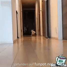 Eine Katze mit Schnuffelhasen Eine Katze mit Schnuffelhasen