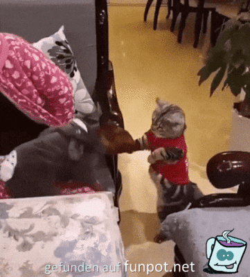 Fiese Katze Fiese Katze
