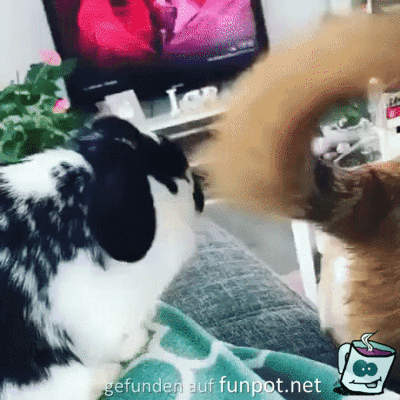 Geduldiger Hase Geduldiger Hase