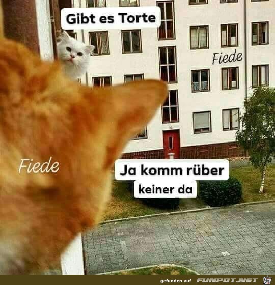 gibt es torte