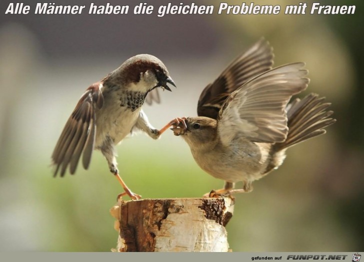 Alle Männer haben die gleichen Probleme mit Frauen Alle Männer haben die gleichen Probleme mit Frauen