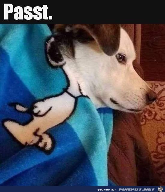 Passt Passt