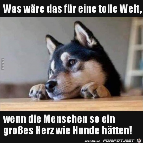 herzige Tierbilder