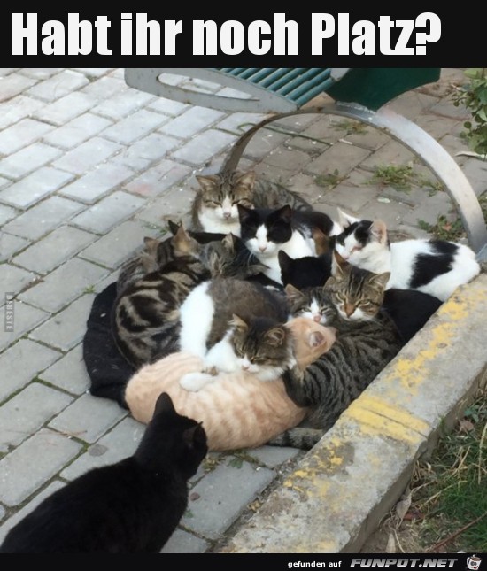 Katzen-Auflauf Katzen-Auflauf
