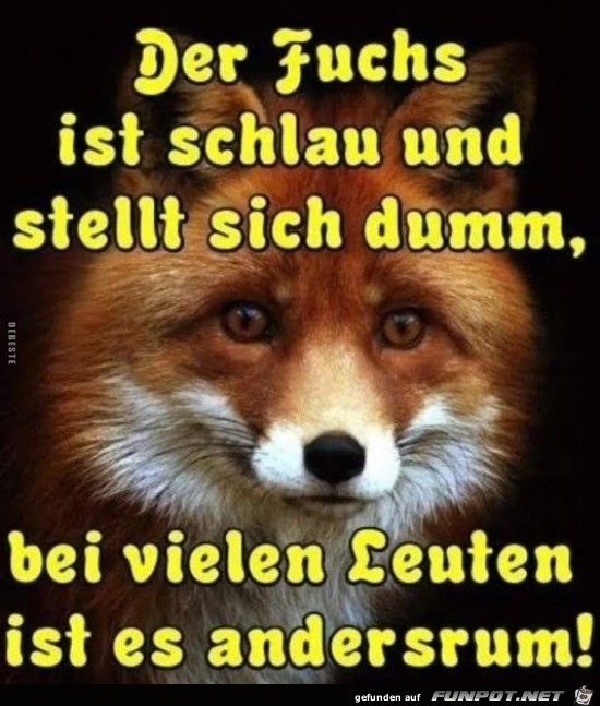 ein Fuchs ist schlau........