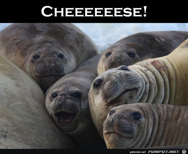 Cheese Cheese