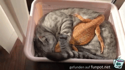 Freunde Freunde