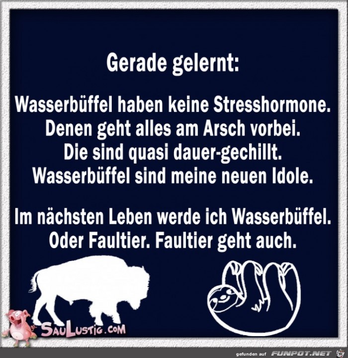 Wasserbueffel Wasserbueffel