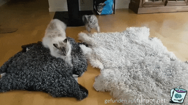 Katzen-Spaß Katzen-Spaß