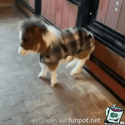 Wie niedlich Wie niedlich