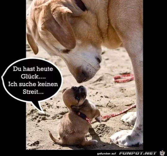 Du hast Glück Du hast Glück