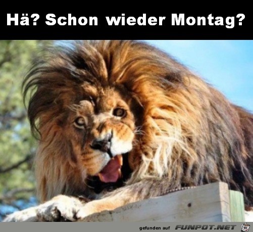 Montag