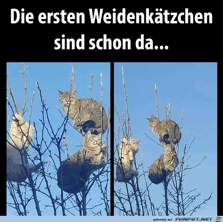Weidenkätzchen Weidenkätzchen