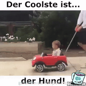 Hund im Buggy... Hund im Buggy...
