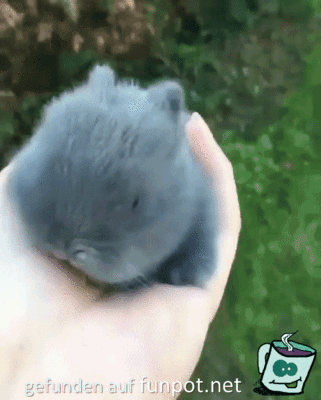 Baby-Hase Baby-Hase
