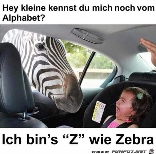 Zebra