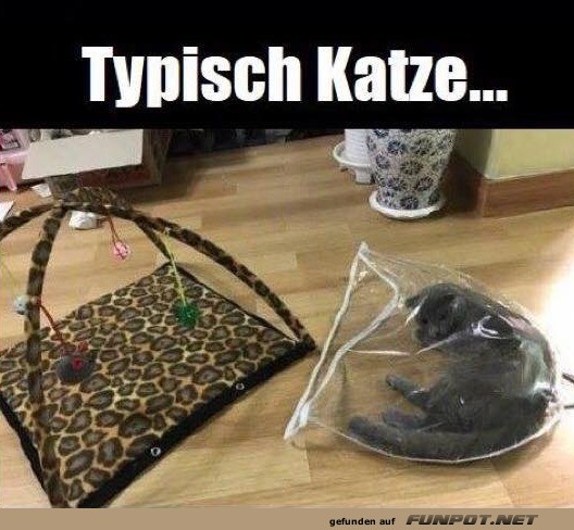 Katze halt