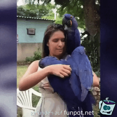 Anhngliche Papageien